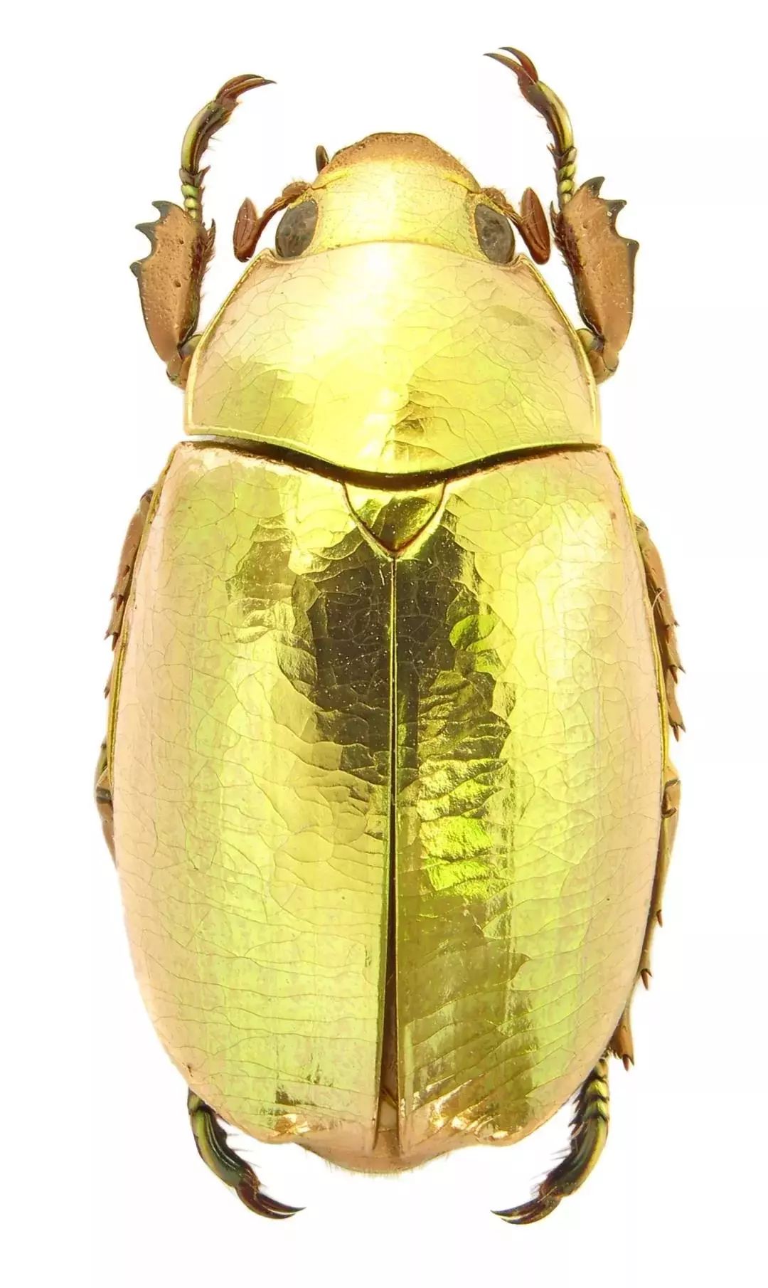 金色耀丽金龟贝壳,蘑菇,兰花,蛙,甲虫,这套"纸上博物馆"中的每本都