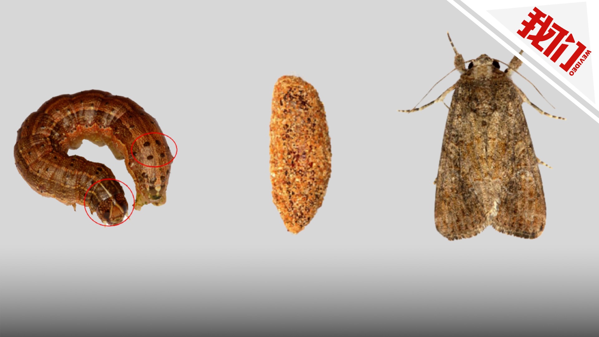 13省份百万亩玉米地遭外来虫害专家幺蛾子能吃能生