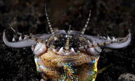 海底的神秘"虫子",可以长到3米长,是小型水生物的噩梦