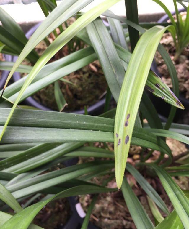 兰花嫩叶发黄,这样医治和预防,可避免死亡|红蜘蛛|兰花|叶片_新浪新闻