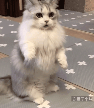 哈哈哈哈哈哈哈太沙雕啦|沙雕|猫咪|别惹我_新浪新闻