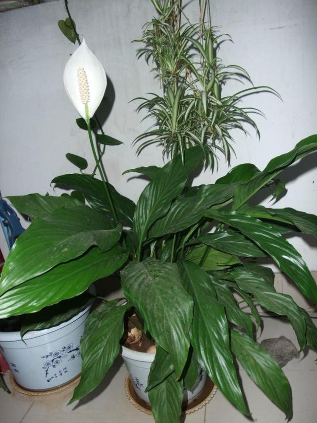 白鹤芋开花的时候十分美丽是非常优良的室内盆栽观叶植物