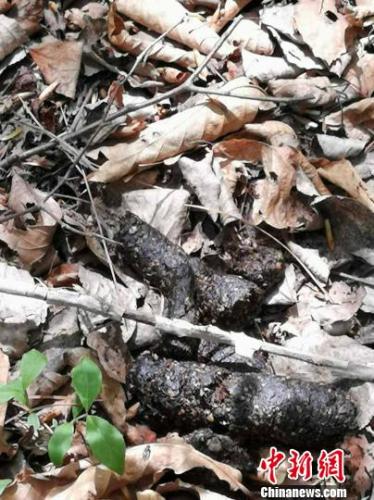 吉林村庄"熊出没" 两只野生黑熊袭击蜂箱觅食