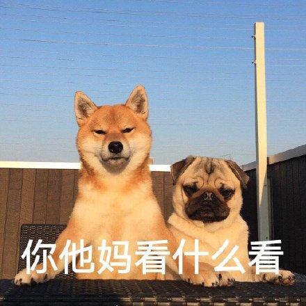 搞笑图片小柴犬的表情包来个热吻吗宝贝儿