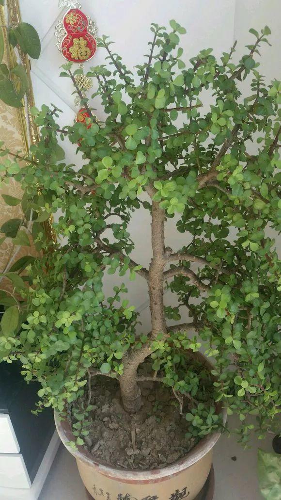 金枝玉叶摆放禁忌(金枝玉叶摆放禁忌有哪些风水讲究)