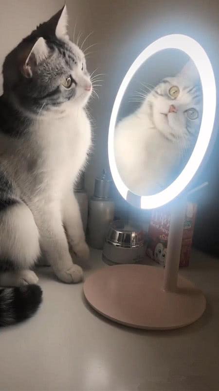 猫咪第一次见到化妆镜,好奇的模样使主人哭笑不得,网友:好可爱