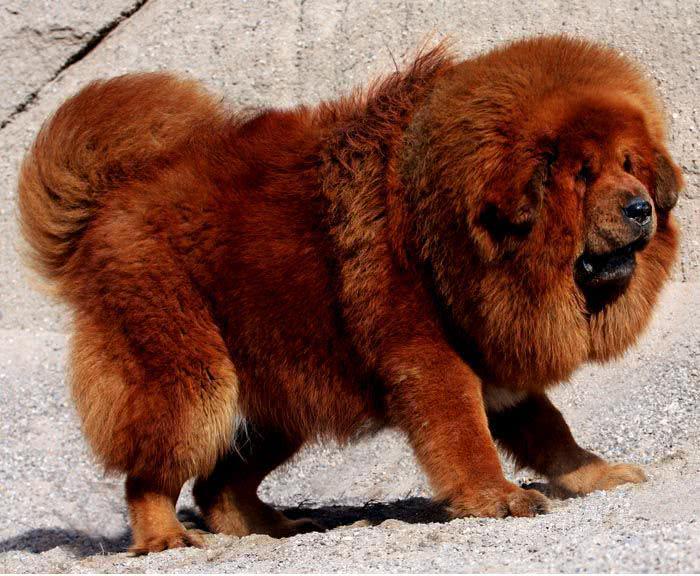 藏獒智商排名_狗狗智商排名