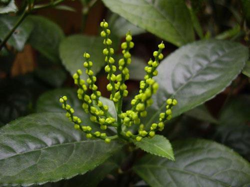 金栗兰开花全是小金珠散发醉人香气会有平和心境