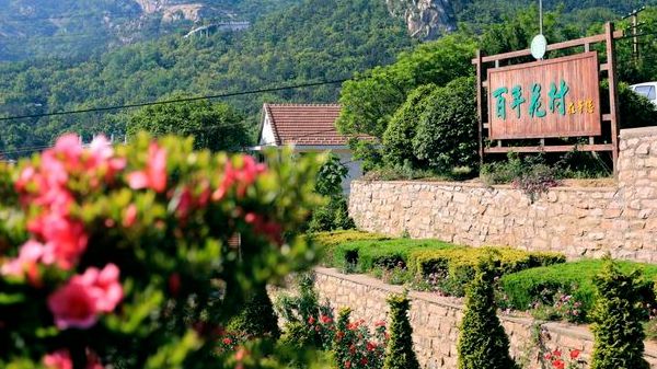 花哪里都能开为啥这个海边小村敢叫自己百年花村