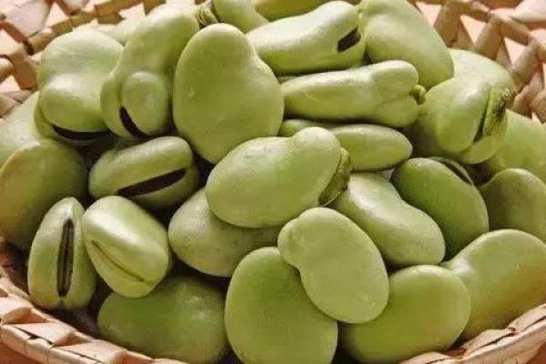 蚕豆的功效与作用禁忌(干炒蚕豆的功效与作用禁忌)