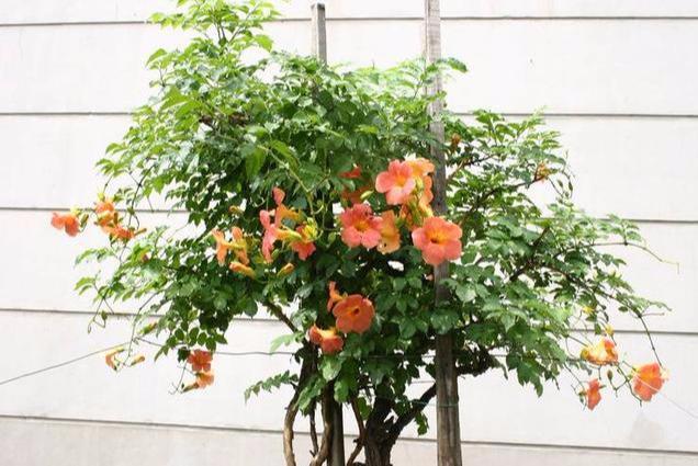 凌霄花这么美其实也可以拿来做盆栽的,新手也可以尝试