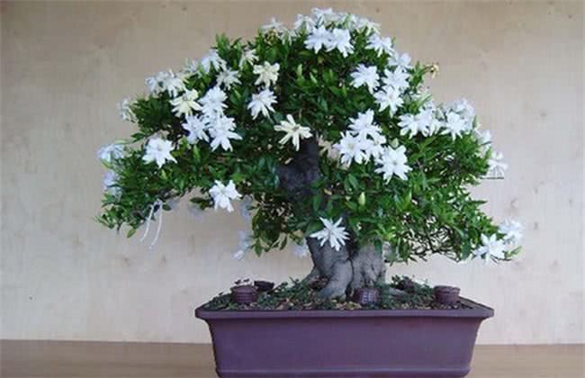 养栀子花,几个“小技巧”,三年养成树,开花满枝,芳香又美丽|栀子花|芳香|小技巧_新浪新闻