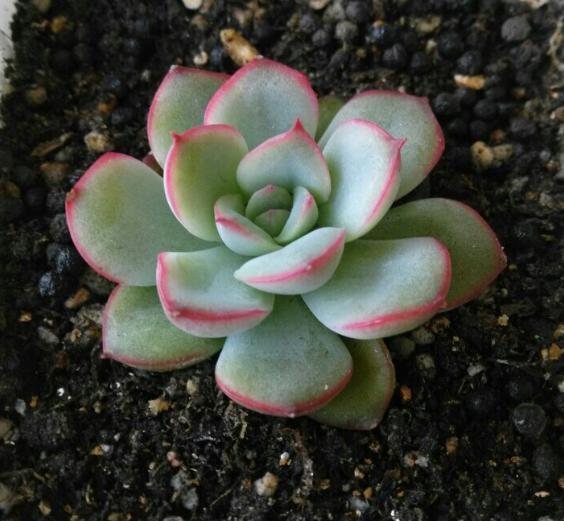 多肉:花月夜,富有诗意,梦幻,适合女孩养护