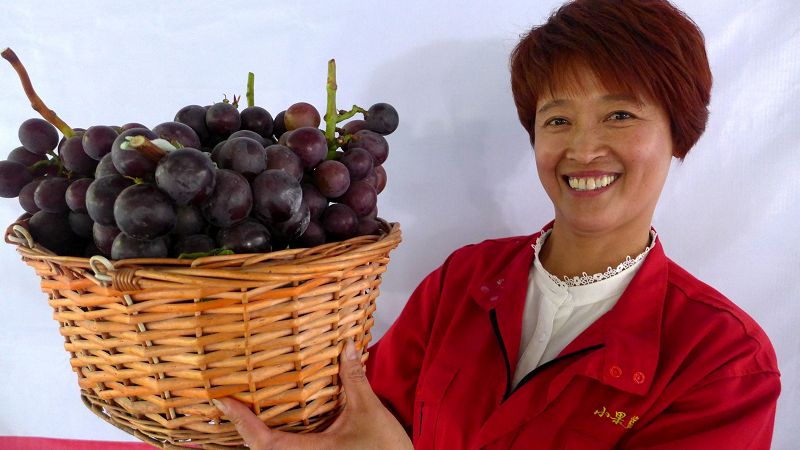 400多农民参加葡萄大赛女农民王秀红获葡萄大王
