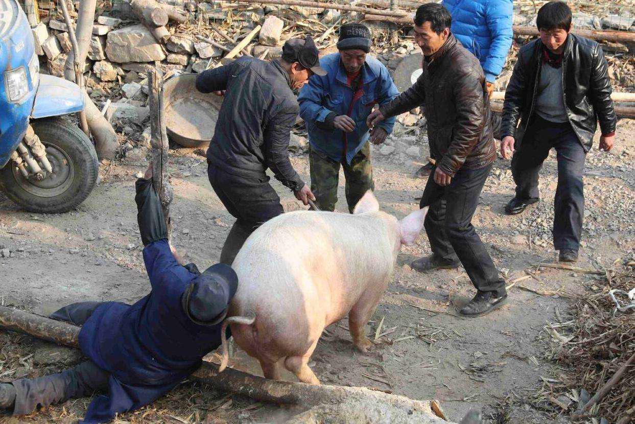 近来,一些"收猪人"到农村,不买猪崽只买猪蹄壳,这是为啥?