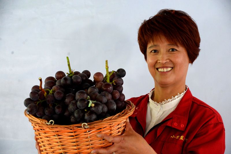 400多农民参加葡萄大赛女农民王秀红获葡萄大王