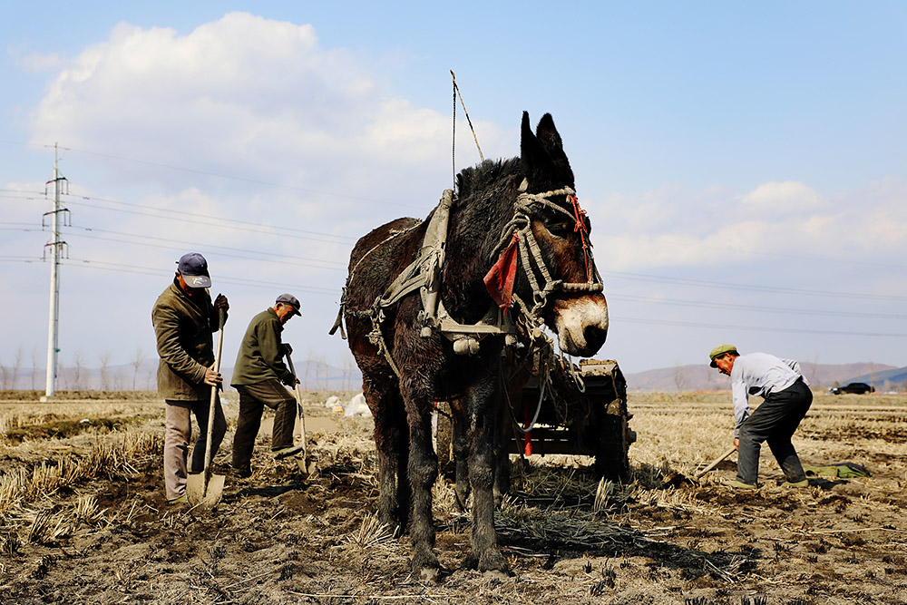 东北大米诞生记 东北大米诞生记 东北大米太难吃?