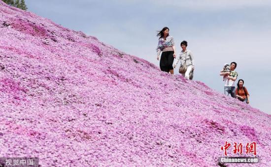 美不胜收 北海道超30种芝樱盛放游客大饱眼福 视觉中国 北海道 游客 新浪新闻