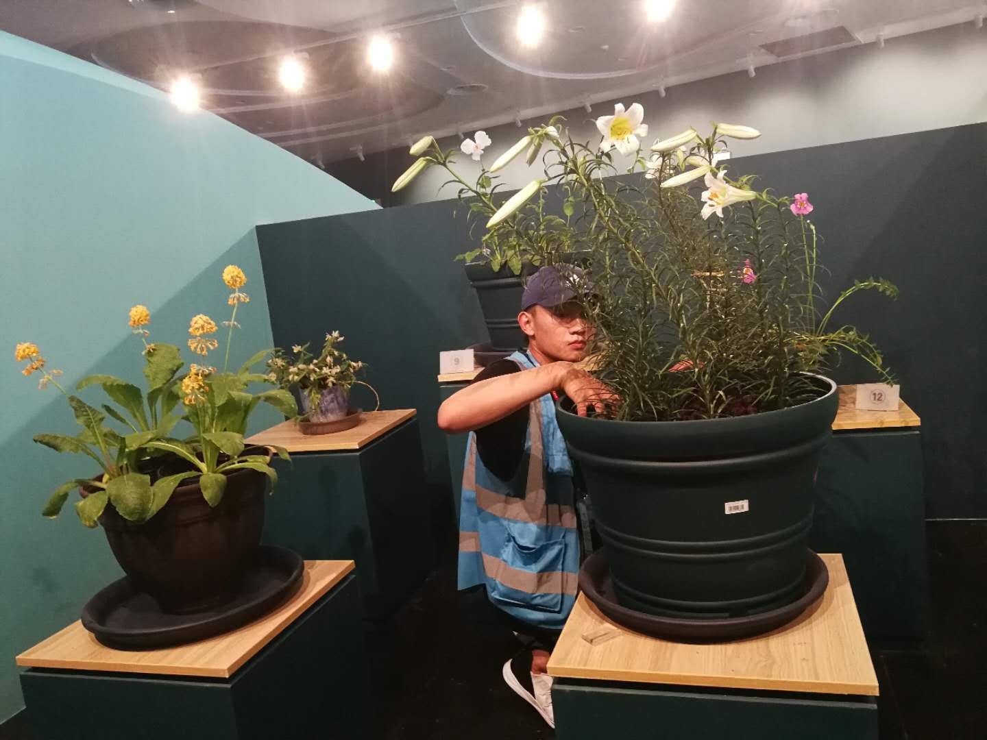 帝王百合 亮相世园会神州奇珍植物展 百合 世园会 岷江 新浪新闻