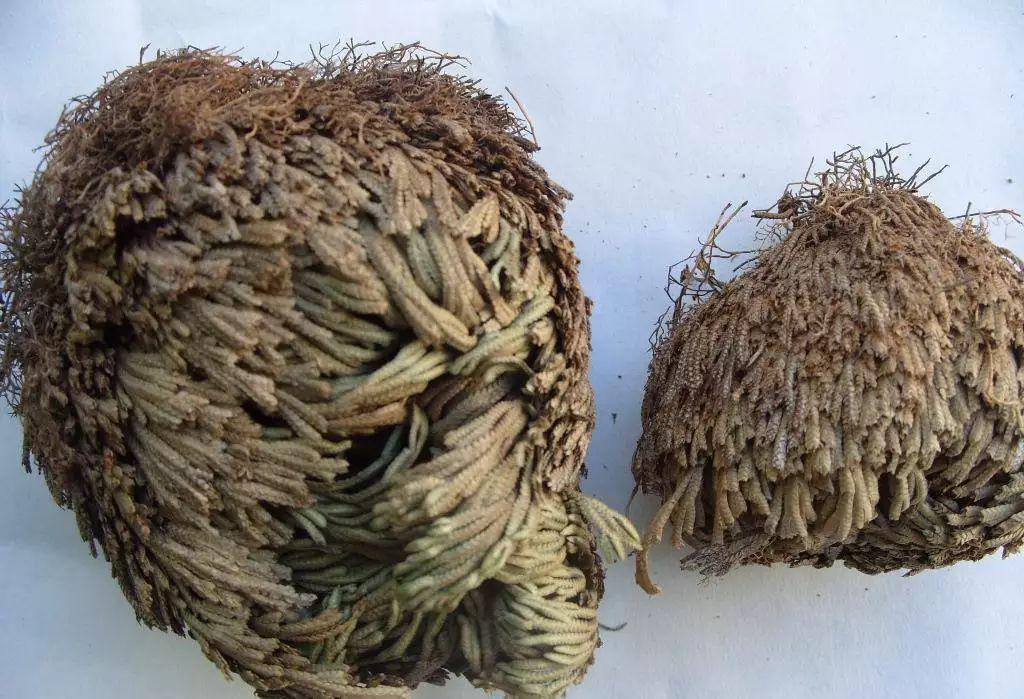 在农村有一种神奇的植物,叫"九死还魂草",真有那么神奇吗?