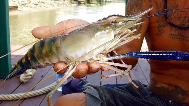 湄公河一天可以钓10多斤大河虾这种超大的巨型河虾你见过吗