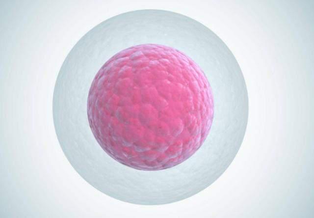 没有受精的卵子去哪了不要害羞女性最好知道一下