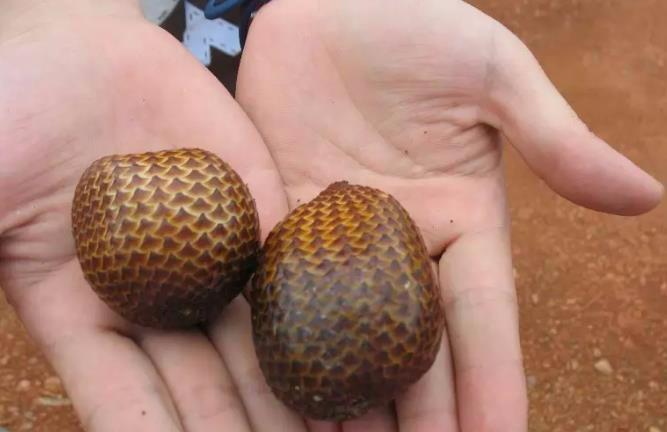 这种外国的水果果皮外表特别像蛇身上的鳞片长得让人有点怕