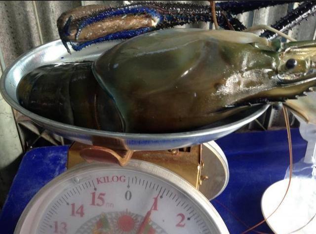 湄公河一天可以钓10多斤大河虾这种超大的巨型河虾你见过吗