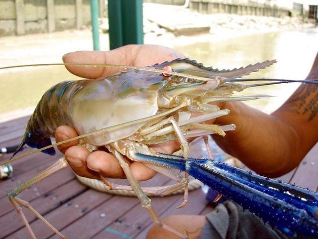 湄公河一天可以钓10多斤大河虾这种超大的巨型河虾你见过吗