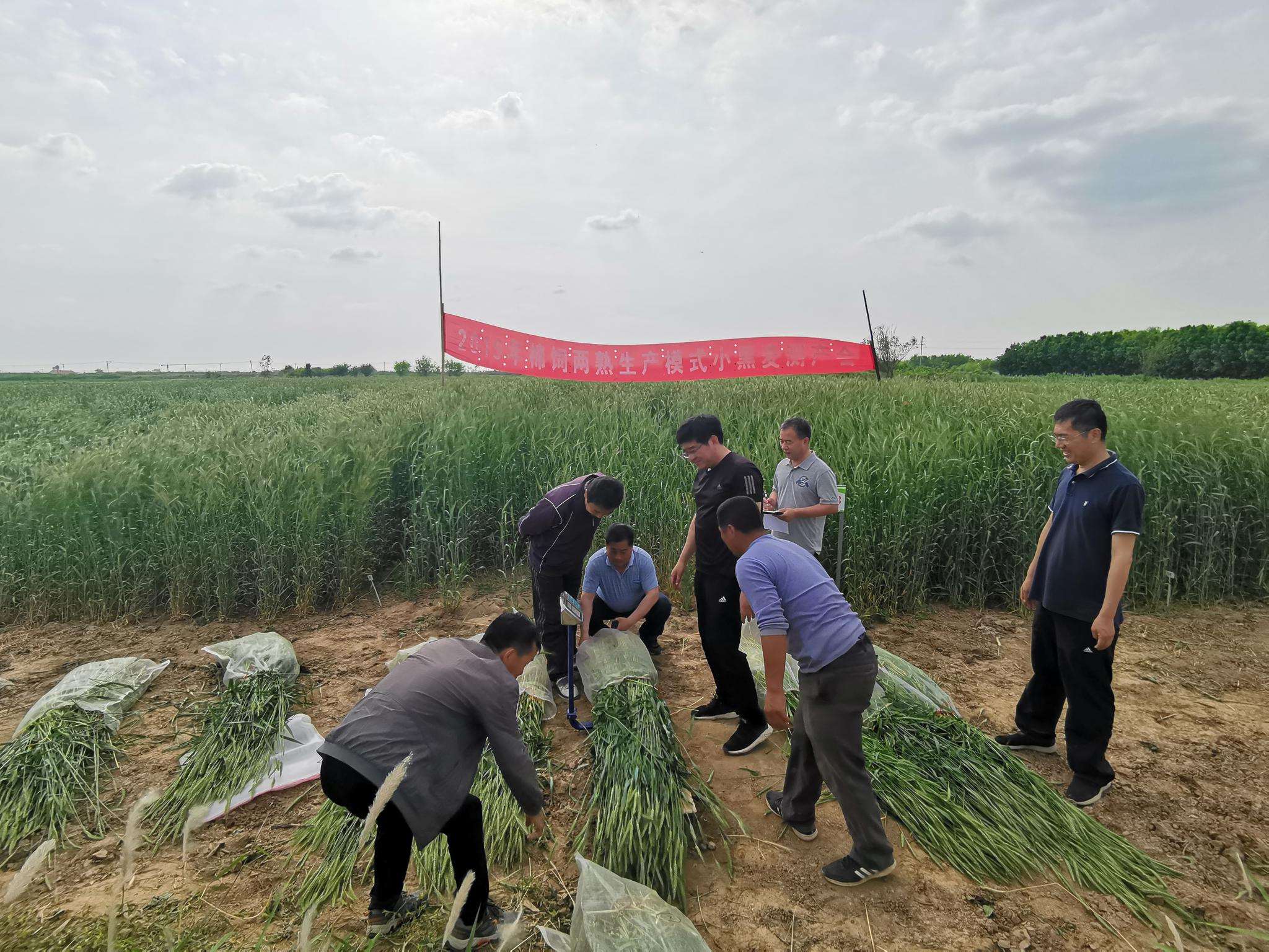 东营市农科院试种小黑麦可实现一年收两季