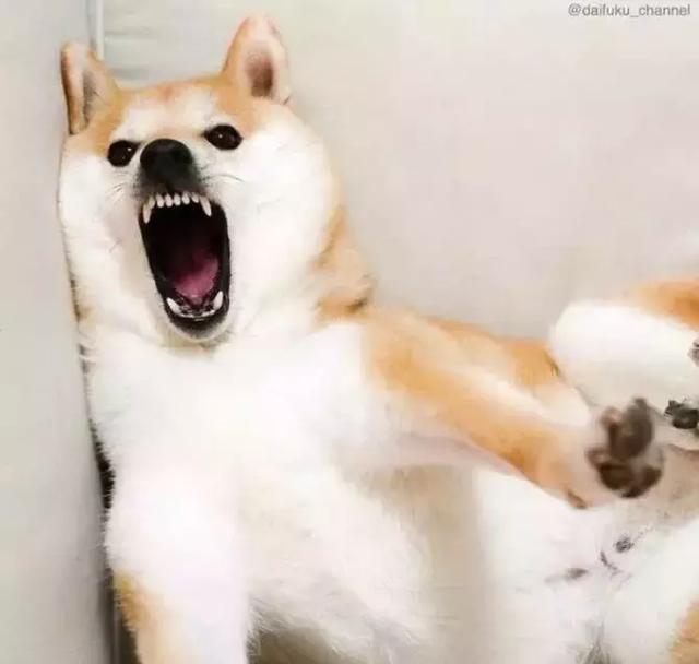 别再说自己活得像条狗了狗赚的都比你多