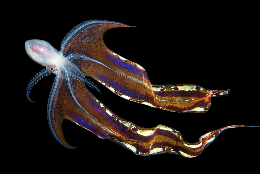 "sea dragon" by pier mané