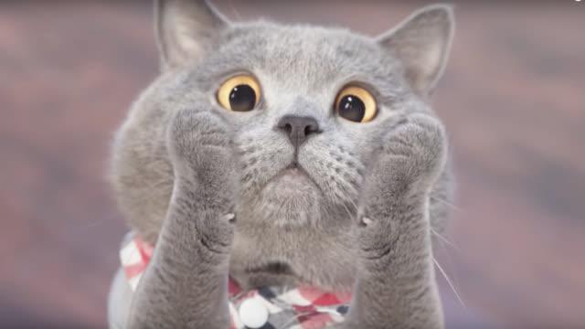 原来我们经常在微信上看到的蓝猫表情包是油管上的一只网红猫