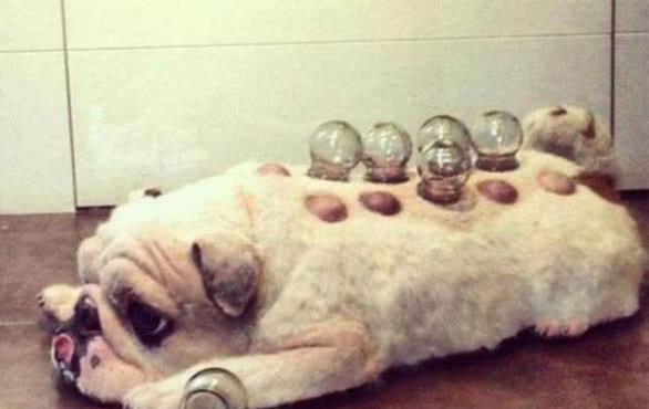 实力宠狗,带斗牛犬感受拔火罐,斗牛犬表情复杂