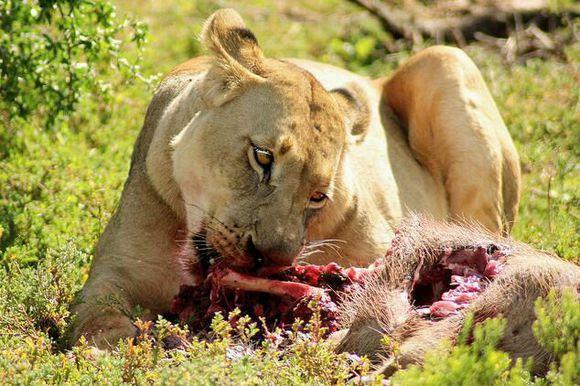 狮子趁疣猪妈妈外出捕食小疣猪但狮子的吃相让人愤怒