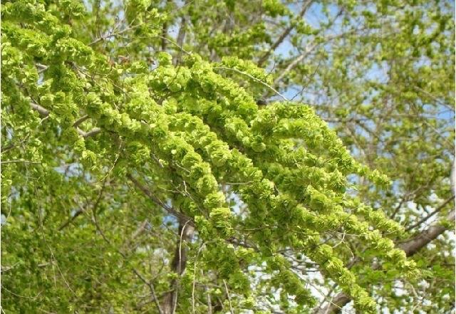 那些年,我们去采摘榆树钱儿