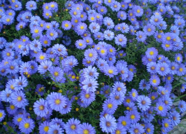 喜欢菊花?就养一盆"荷兰菊"吧!生命力旺盛,花开心旷神怡