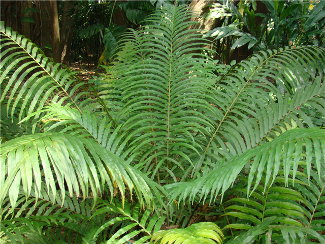 农村这个乌毛蕨嫩茎叶可作为食物城里人喜欢吃