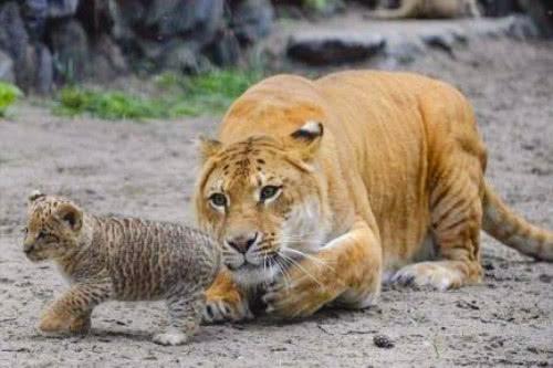 狮子和老虎诞下爱的结晶,体型无比巨大,模样呆萌,网友不淡定|狮虎