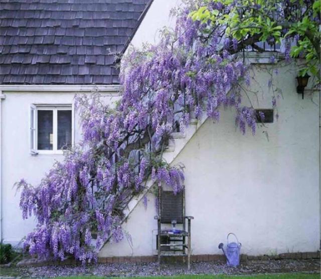 紫藤树用这4个小妙招养护,夏天的时候开出一个"仙境",喜欢吗