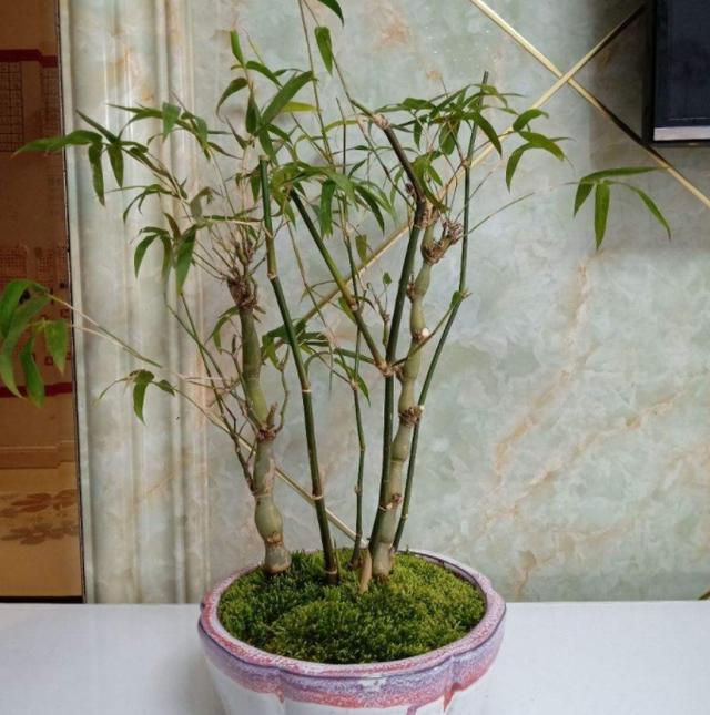 为了美丽,我们要经常给自家的佛肚竹修剪下外形,这样才不失养盆栽的