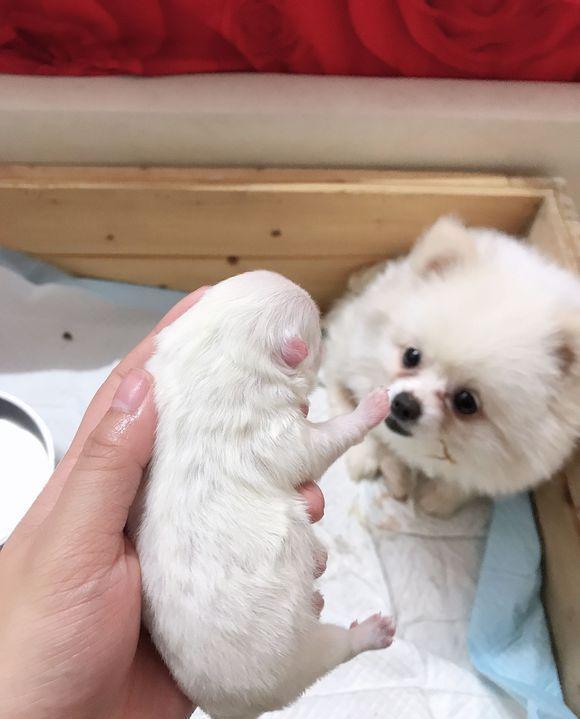 网友在家守了一天,结果博美只生了一只小狗,独生!