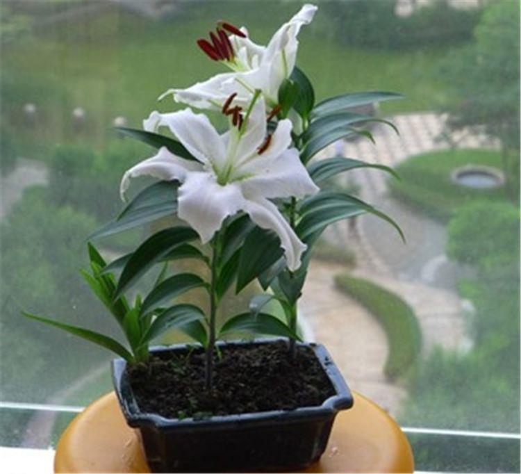 小满刚过,种上1盆百合花,光照,温度刚刚好,到了7月花朵开不停