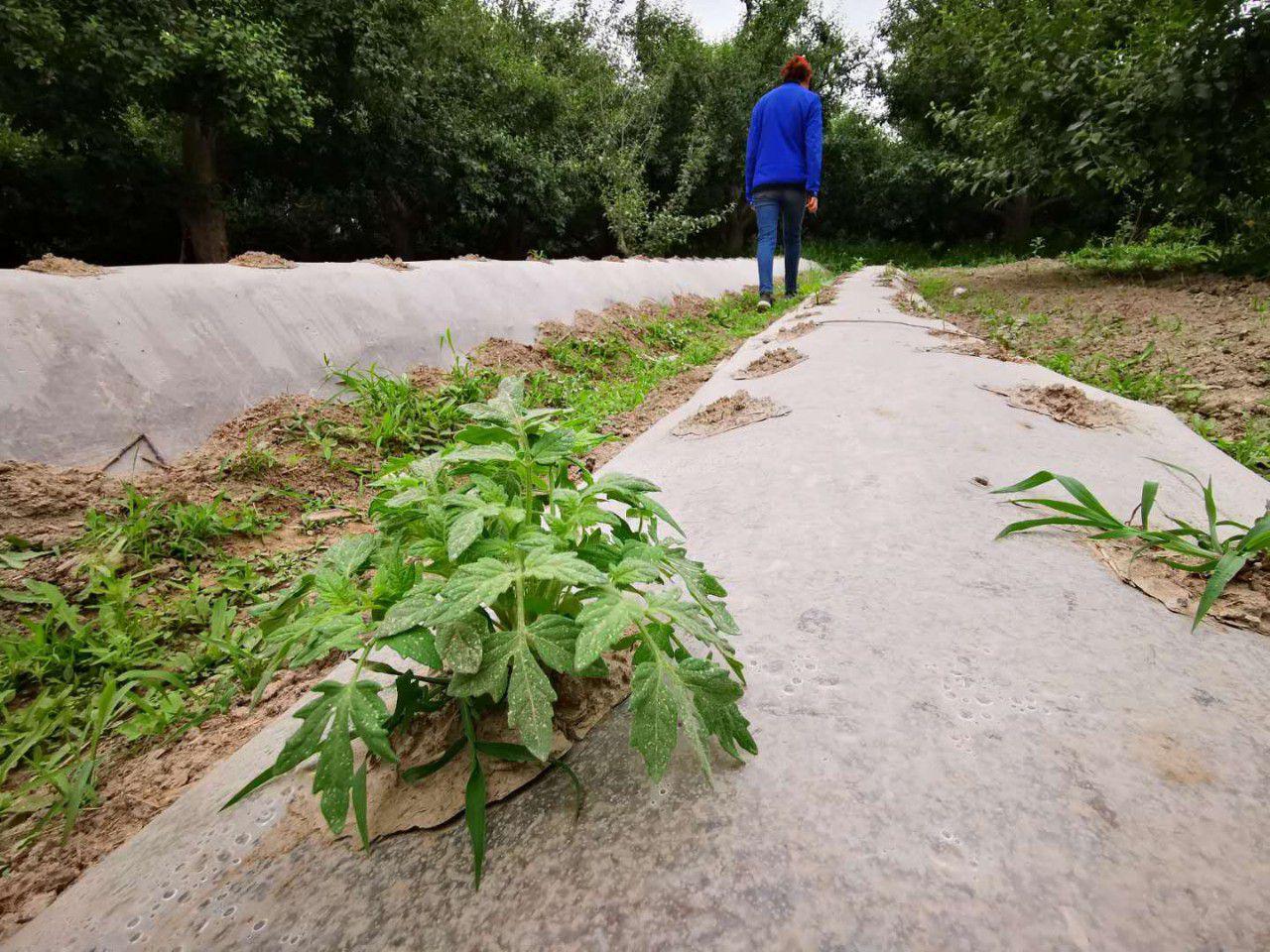 栽种蔬菜千万不能依赖雨水,勤快人才能种好菜