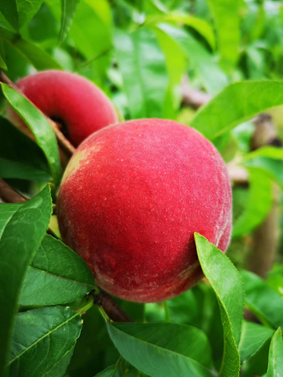 坠落凡间的蟠桃园 ——广安桃园悦野的桃子熟了,约吗?