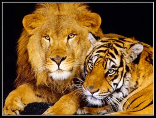 狮子和老虎诞下爱的结晶,体型无比巨大,模样呆萌,网友不淡定|狮虎