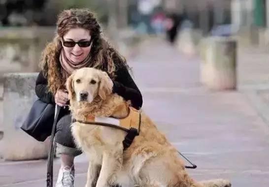 狗狗原来还有这三个本领,怪不得是人类的好帮手!