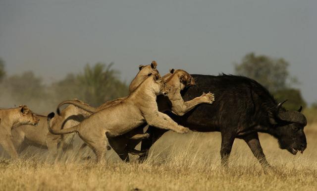 狮子与水牛之间的激烈斗争,结果并不一定都是水牛输