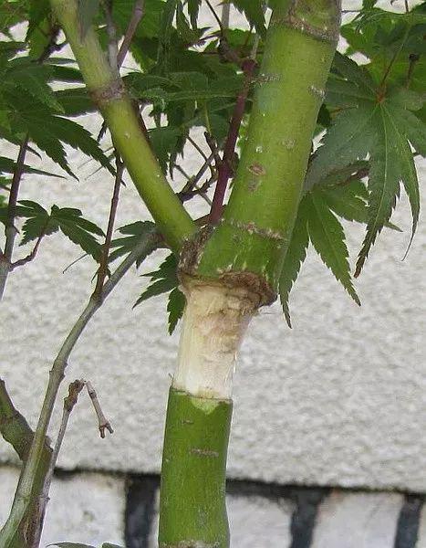 用高枝压条不断培育红枫盆景新手看了后也能学会