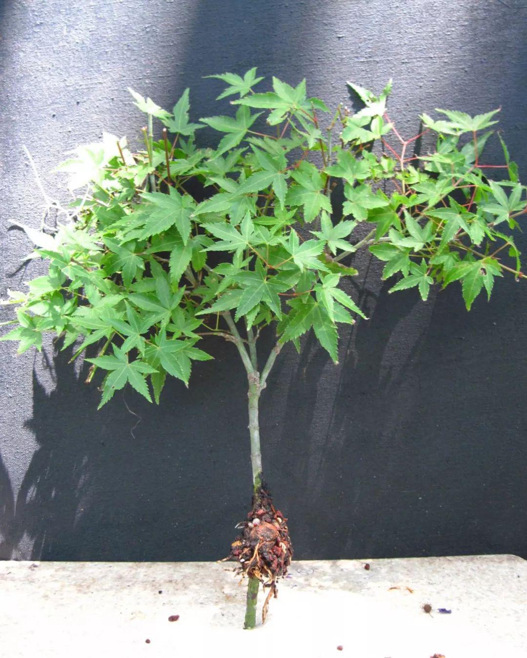 用高枝压条不断培育红枫盆景,新手看了后也能学会